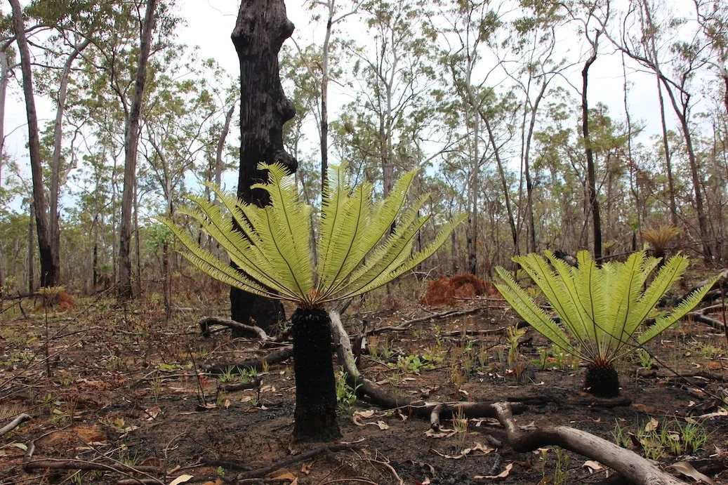 Native trees near Wurdeja homeland, an hour drive east from Maningrida, Northern Territory.