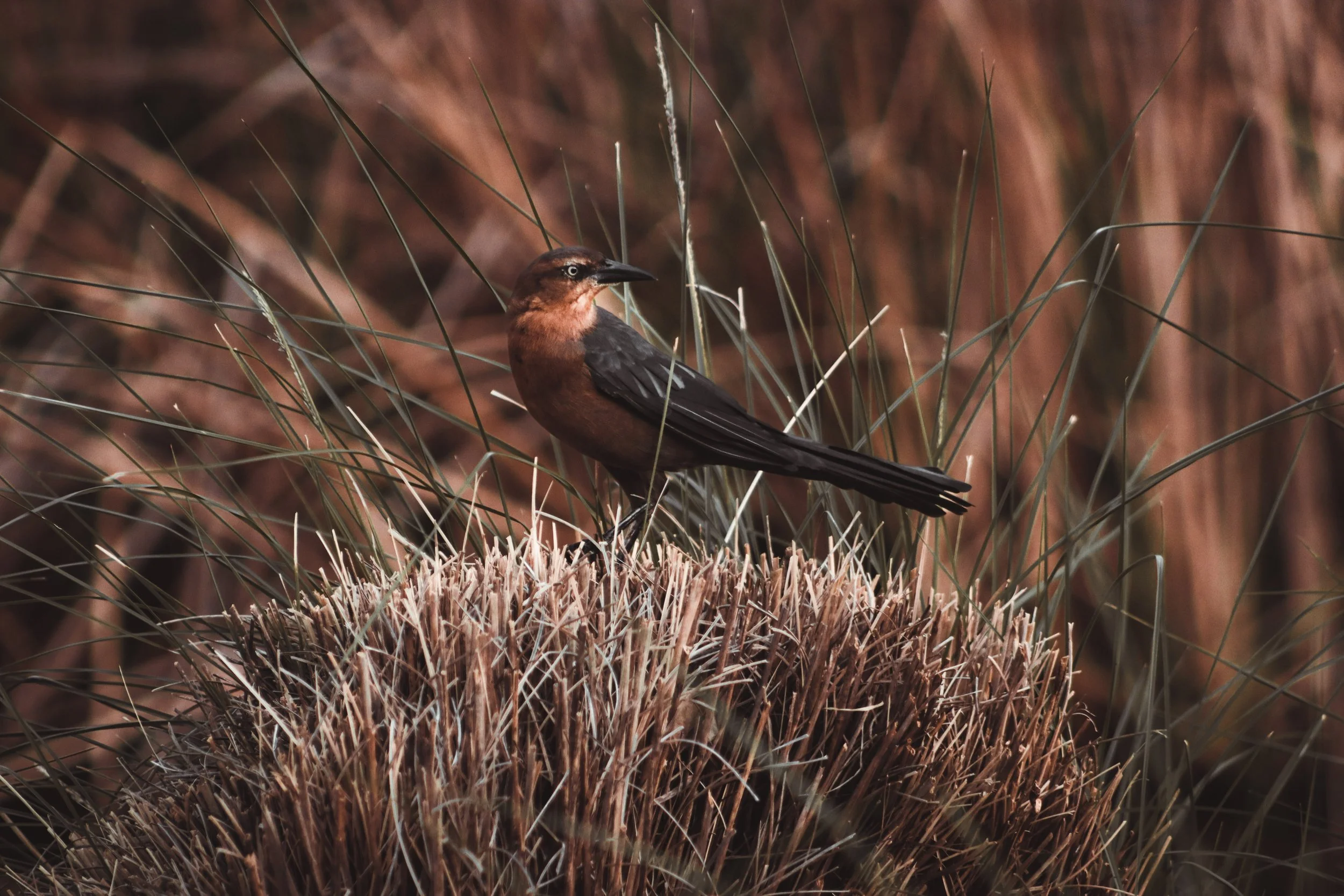 A bird with brown and black feathers perched on a dry grass-like plant in a natural habitat.