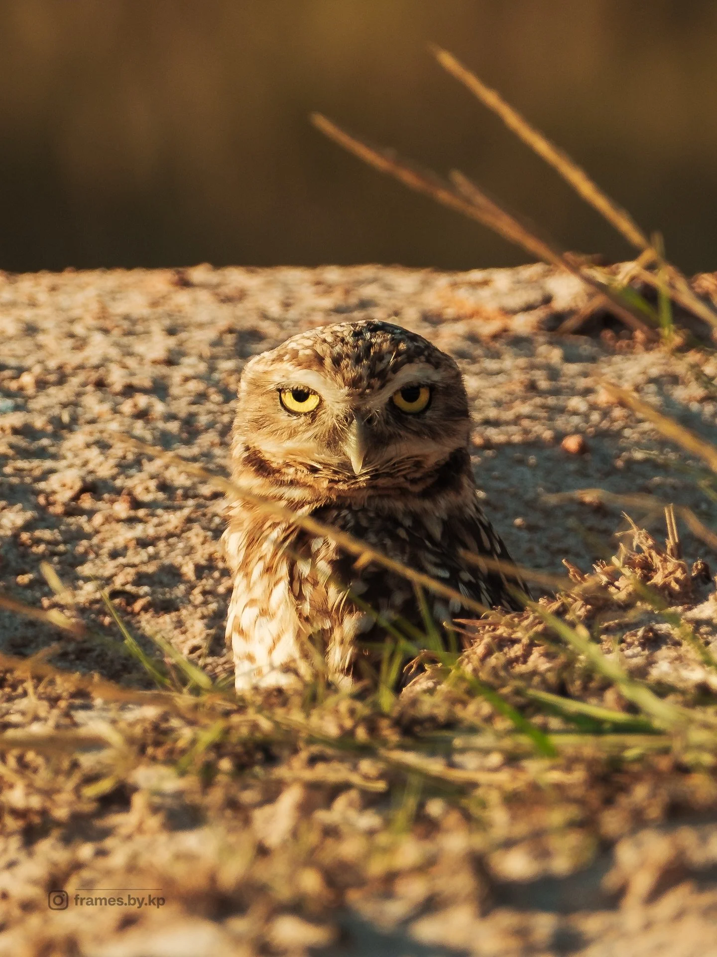 Seriously love my 70-300mm lens for this beautiful Aruba native burrowing owl called: Shoco 🦉 #shoco #Aruba #spanishlagoon #nature #burrowingowl