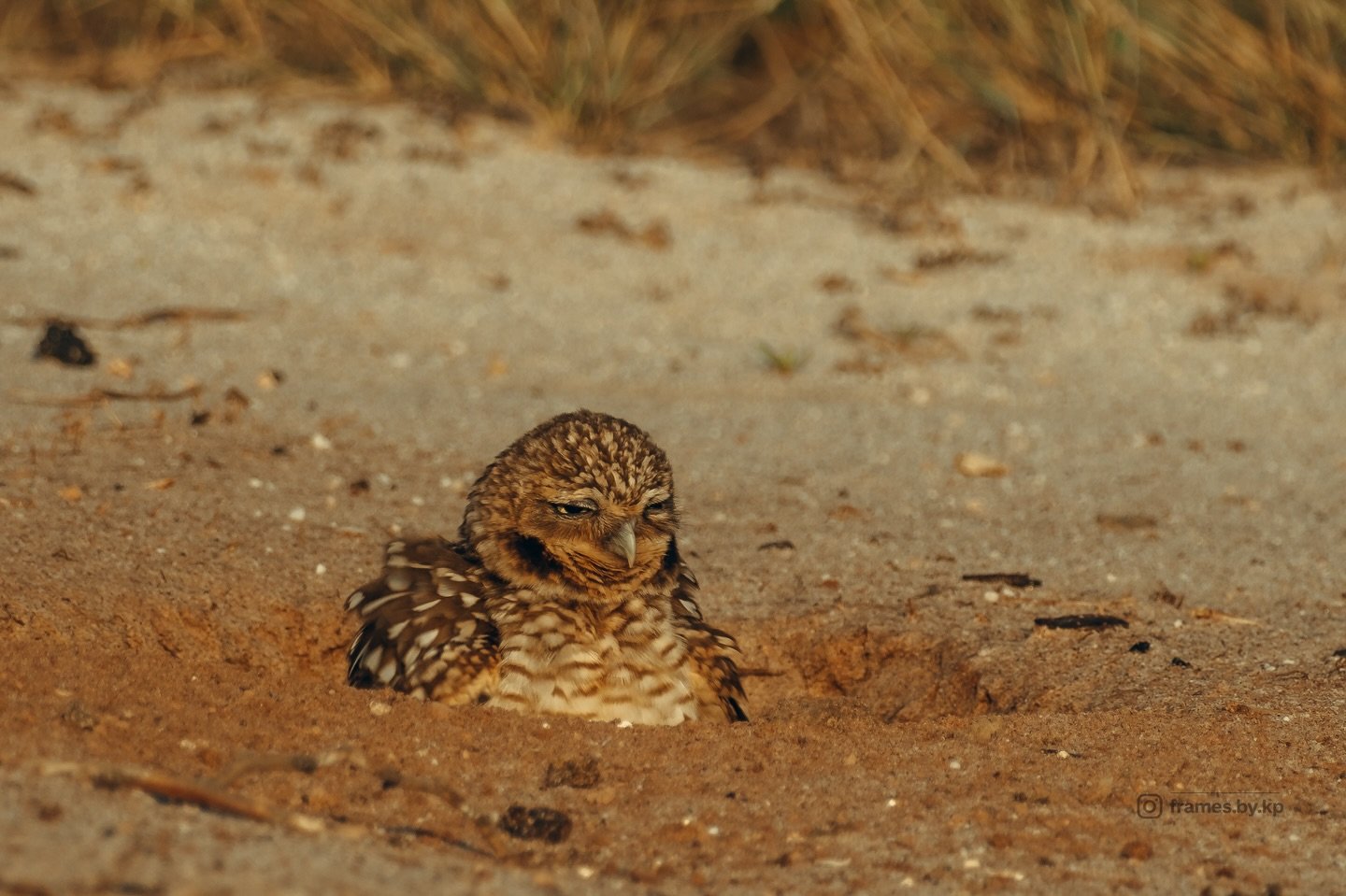 Also got to witness these beauties #shoco #burrowingowl #owl #aruba #wildlife