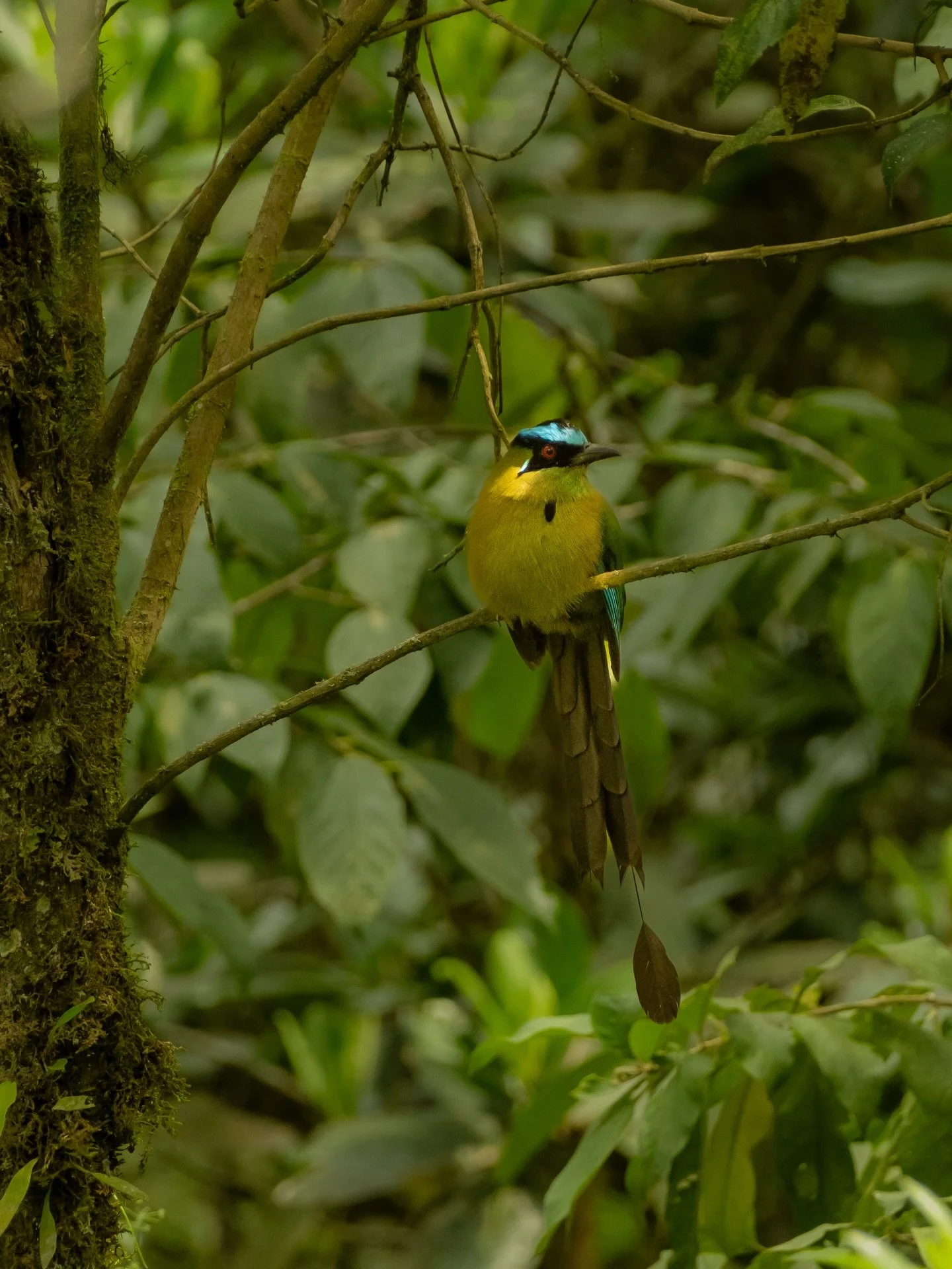 Spotted this beauty at Cocora Valley in Colombia 🦜