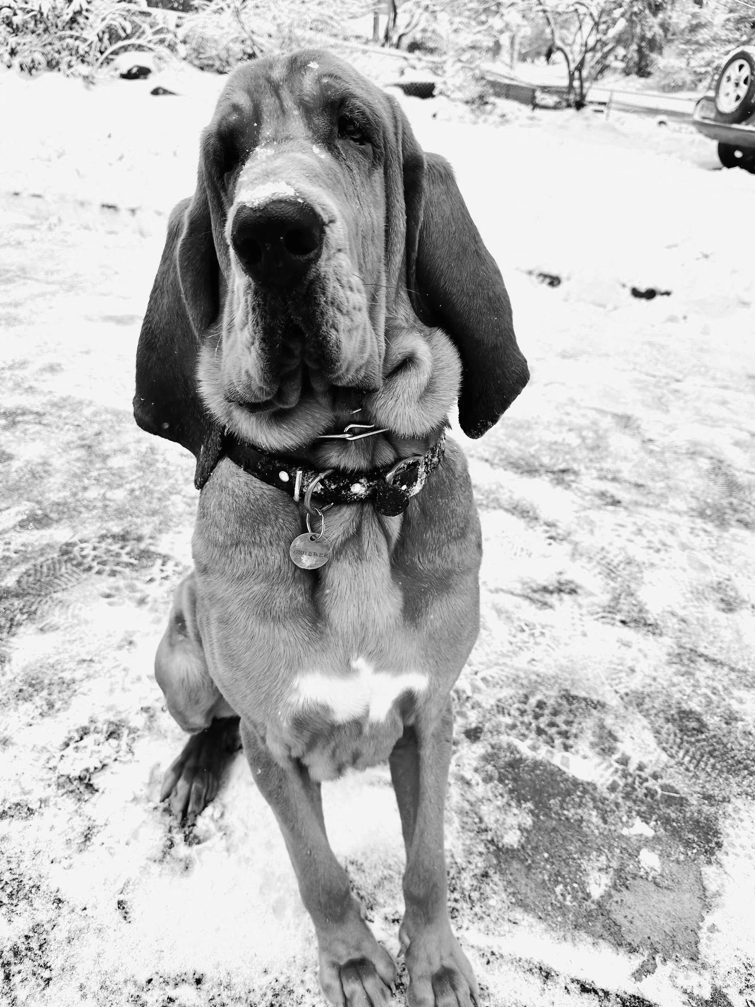 Black and white photo of a large dog, likely a Bloodhound, sitting on snow-covered ground with snow on its snout, in a snowy outdoor setting with cars and trees in the background.