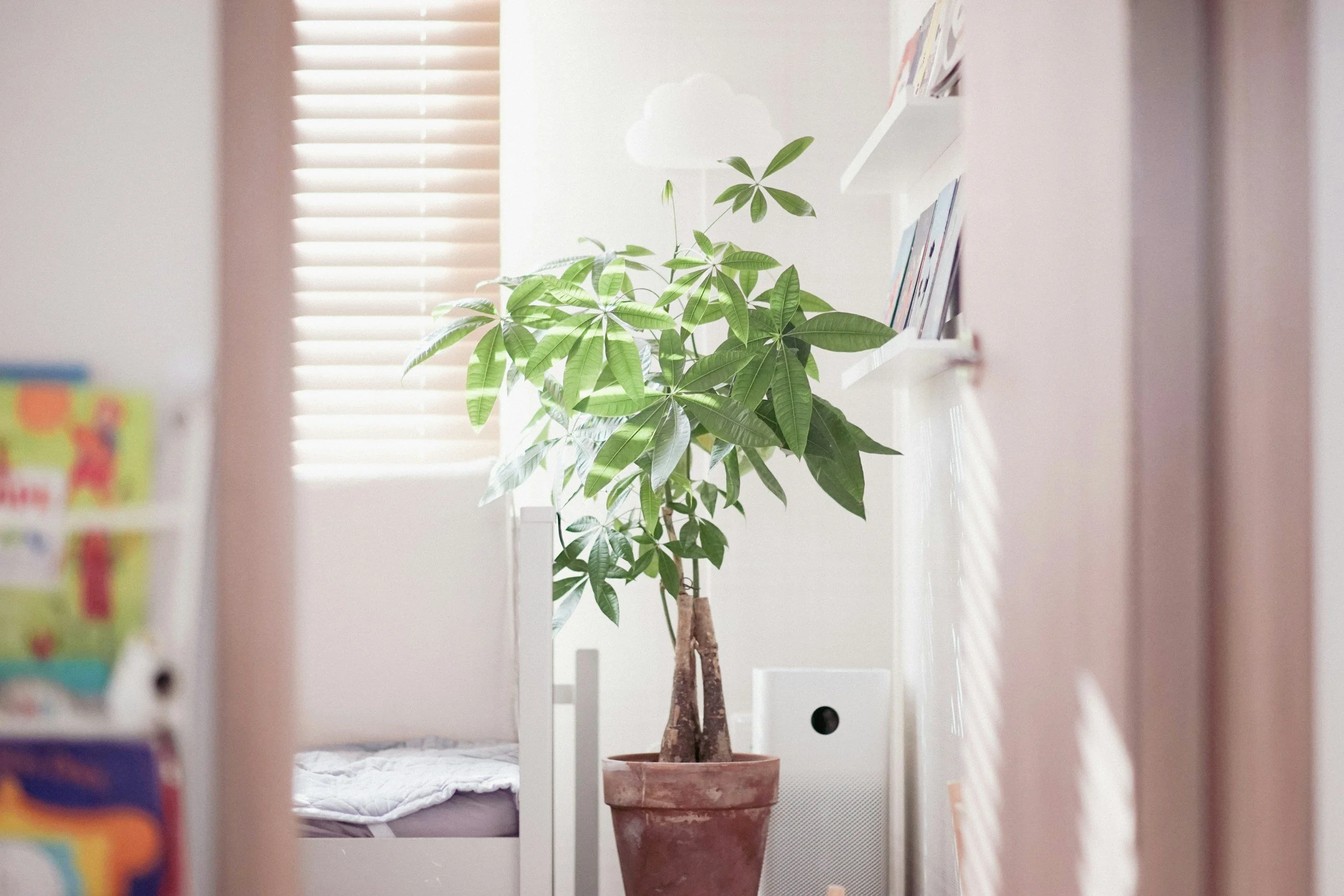 A large green houseplant in a terracotta pot in a bright room with a bed, window with blinds, and white wall shelves.