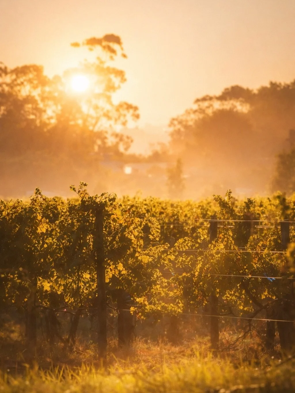 Morning light in the vines.

Before the cellar doors open.
Before the glasses clink.
Before the stories are told.

This is where it begins &mdash;
mist lifting, grass glowing,
rows stretching toward another vintage.

Salt in the air.
Soil underfoot.
