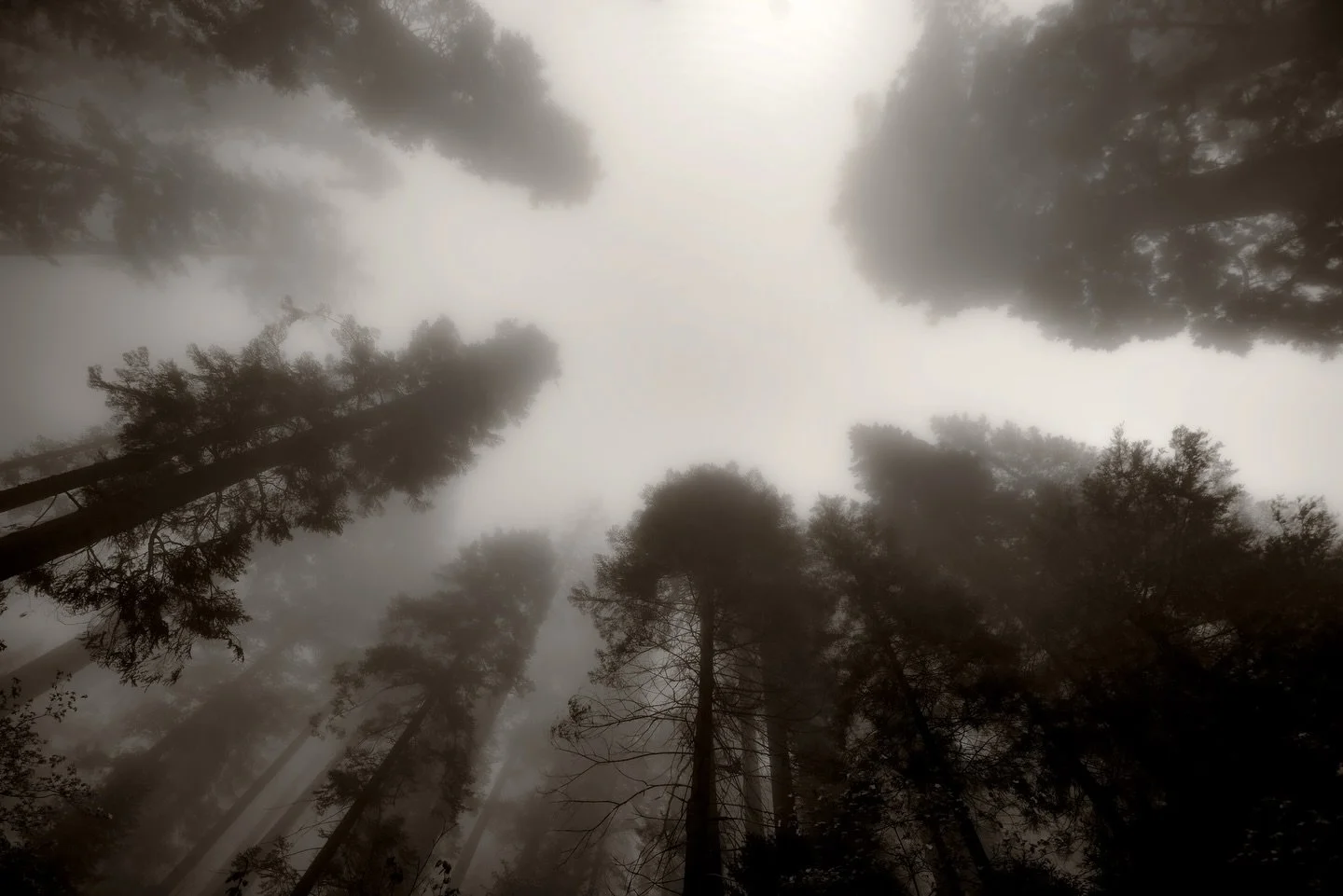 The forest doesn&rsquo;t speak.
It just watches you remember.