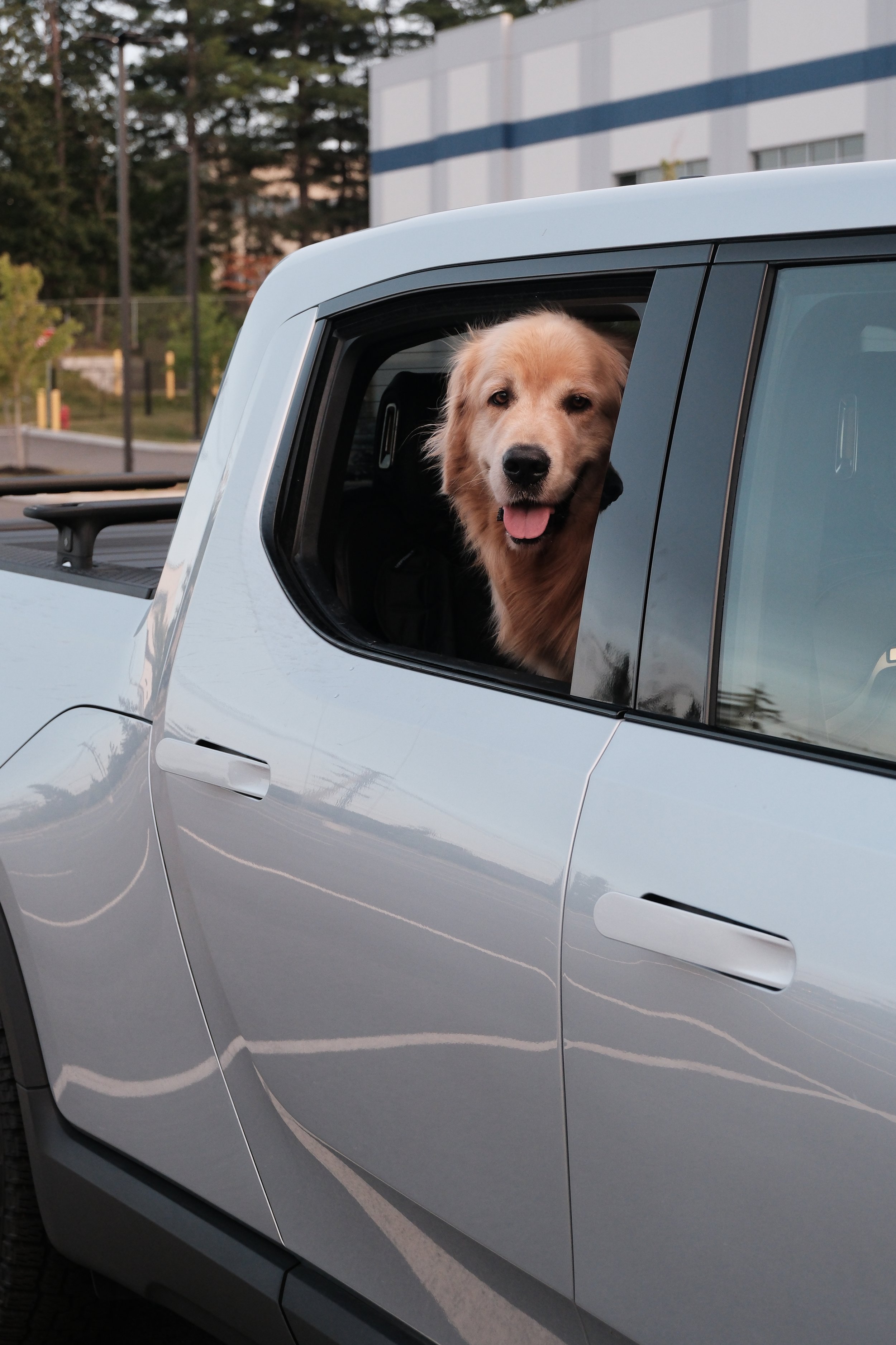 A happy Golden Retriever dog looking out of the open window of a silver pickup truck parked outdoors.