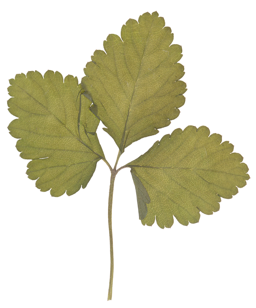 Close-up of a small branch with three green leaves, each with serrated edges and visible veins, isolated on a transparent background.