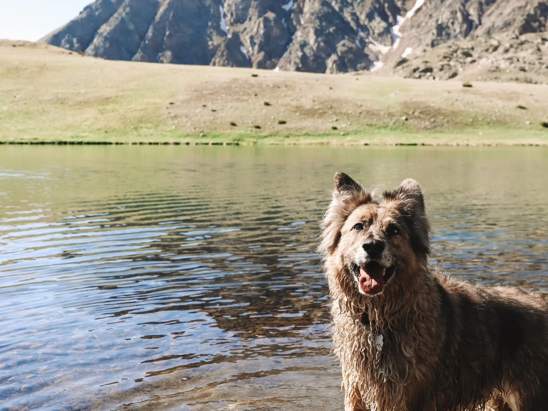 A happy dog standing in a lake with mountains in the background.