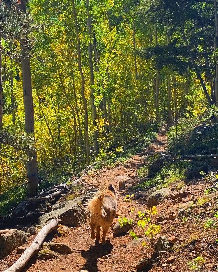 A small dog with curly fur walking on a dirt trail in a dense forest with green and yellow leaves.