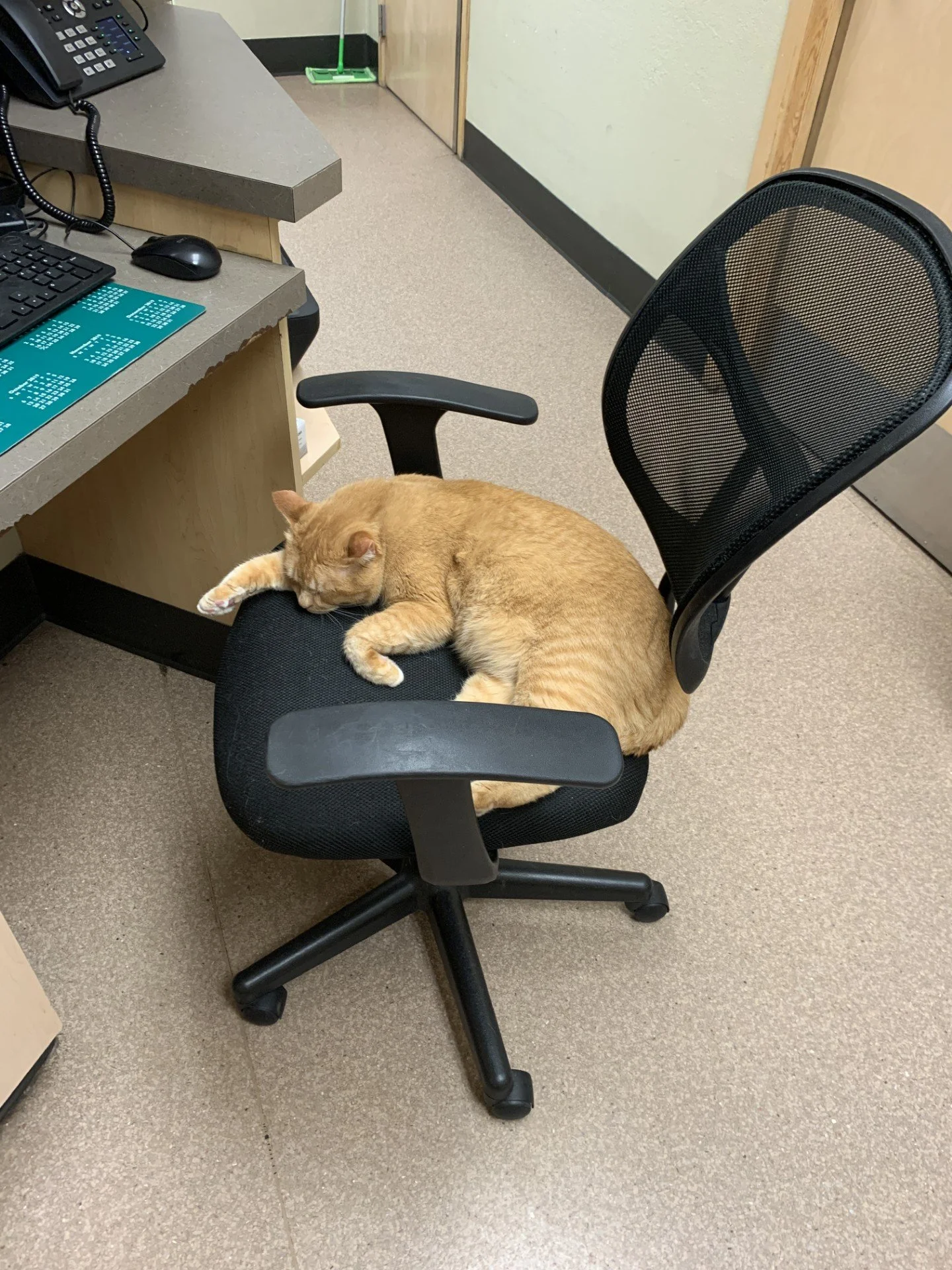Orange tabby cat sleeping on an office chair in front of a desk with a computer, keyboard, and telephone.