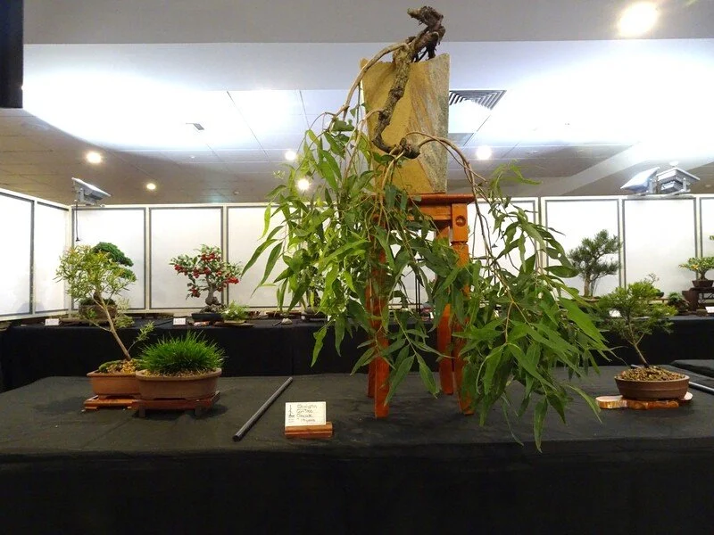 2025 Bonsai Show