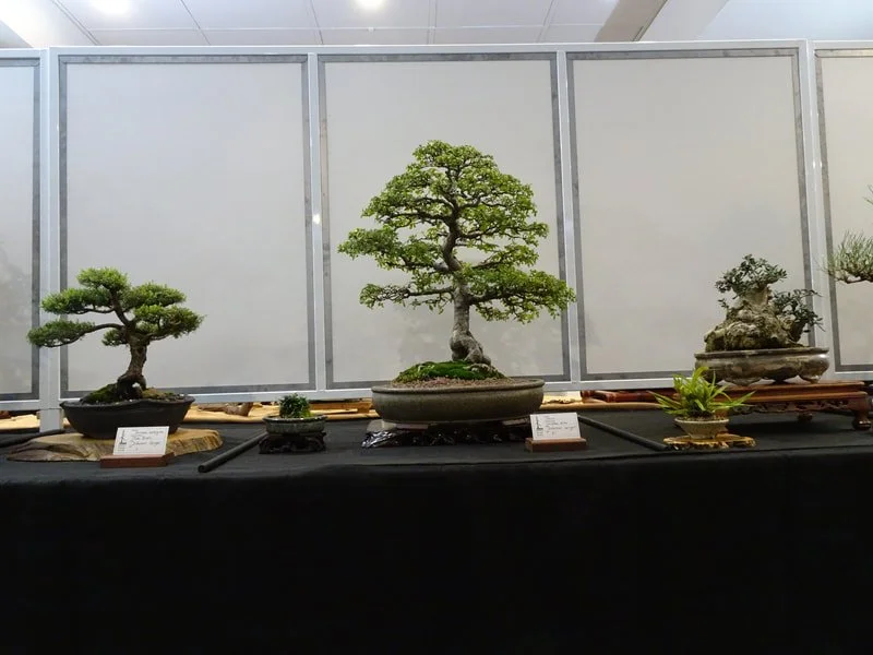 2025 Bonsai Show IBS