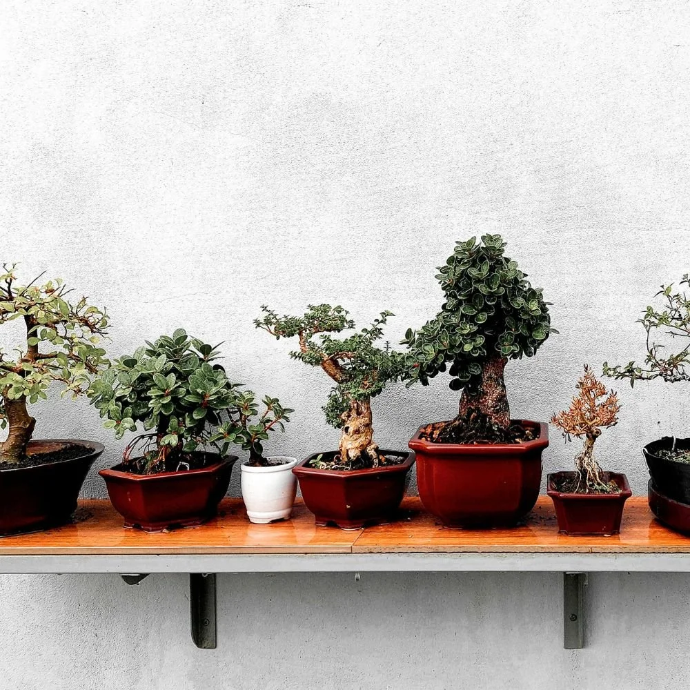 Illawarra Bonsai Society Membership form