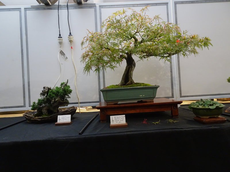 2025 Illawarra Bonsai Show 