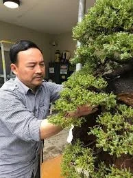 Khanh Linh 2027 Australian Bonsai Convention | Illawarra Bonsai Society