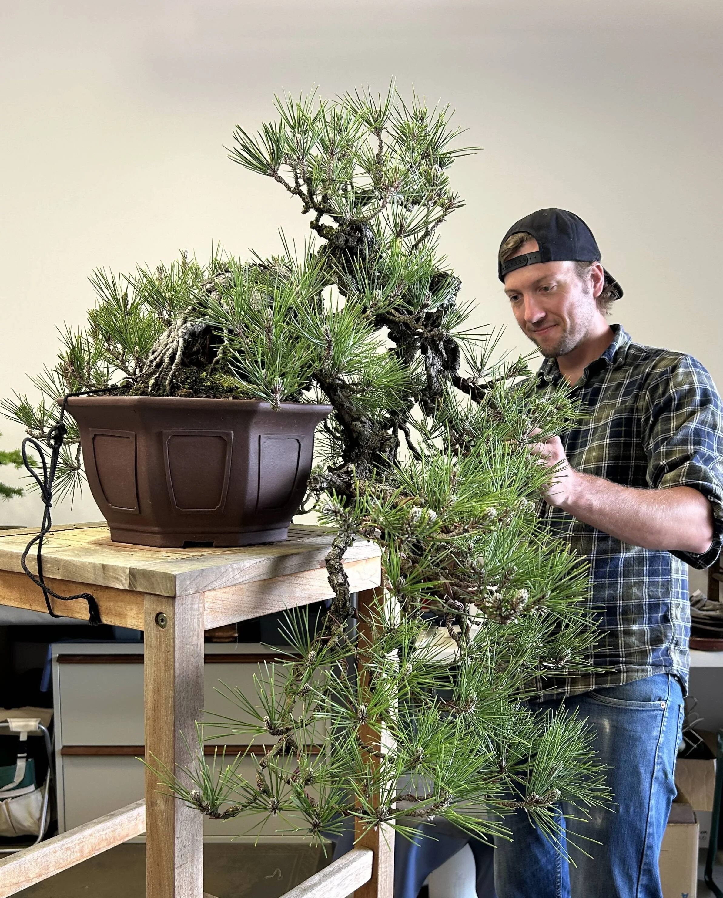 38th AABC National Bonsai Convention 2026 | Illawarra Bonsai Society