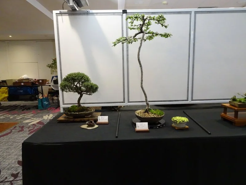 2025 Illawarra Bonsai Show
