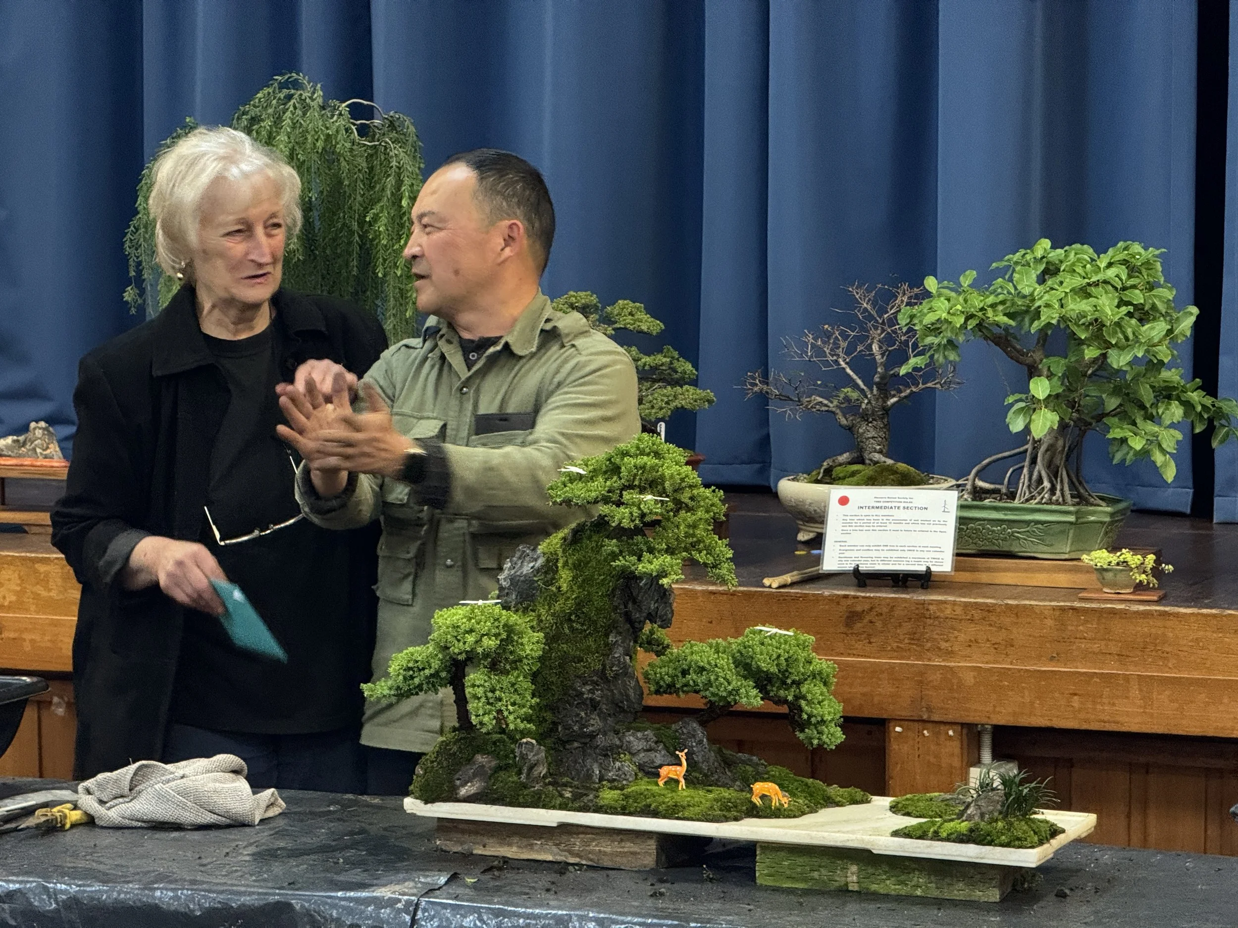 Art of learning Bonsai at Illawarra Bonsai Society