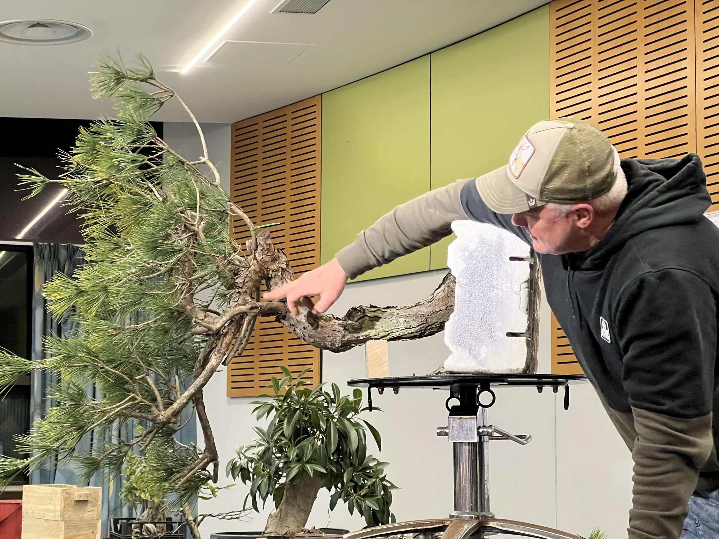 associate memberships - Illawarra Bonsai Society - a man demonstrating