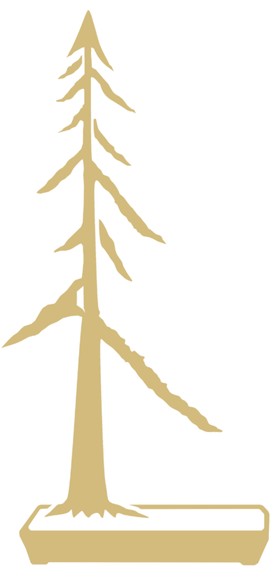 A simple beige-colored line drawing of a tall, sparse pine tree in a rectangular planter.