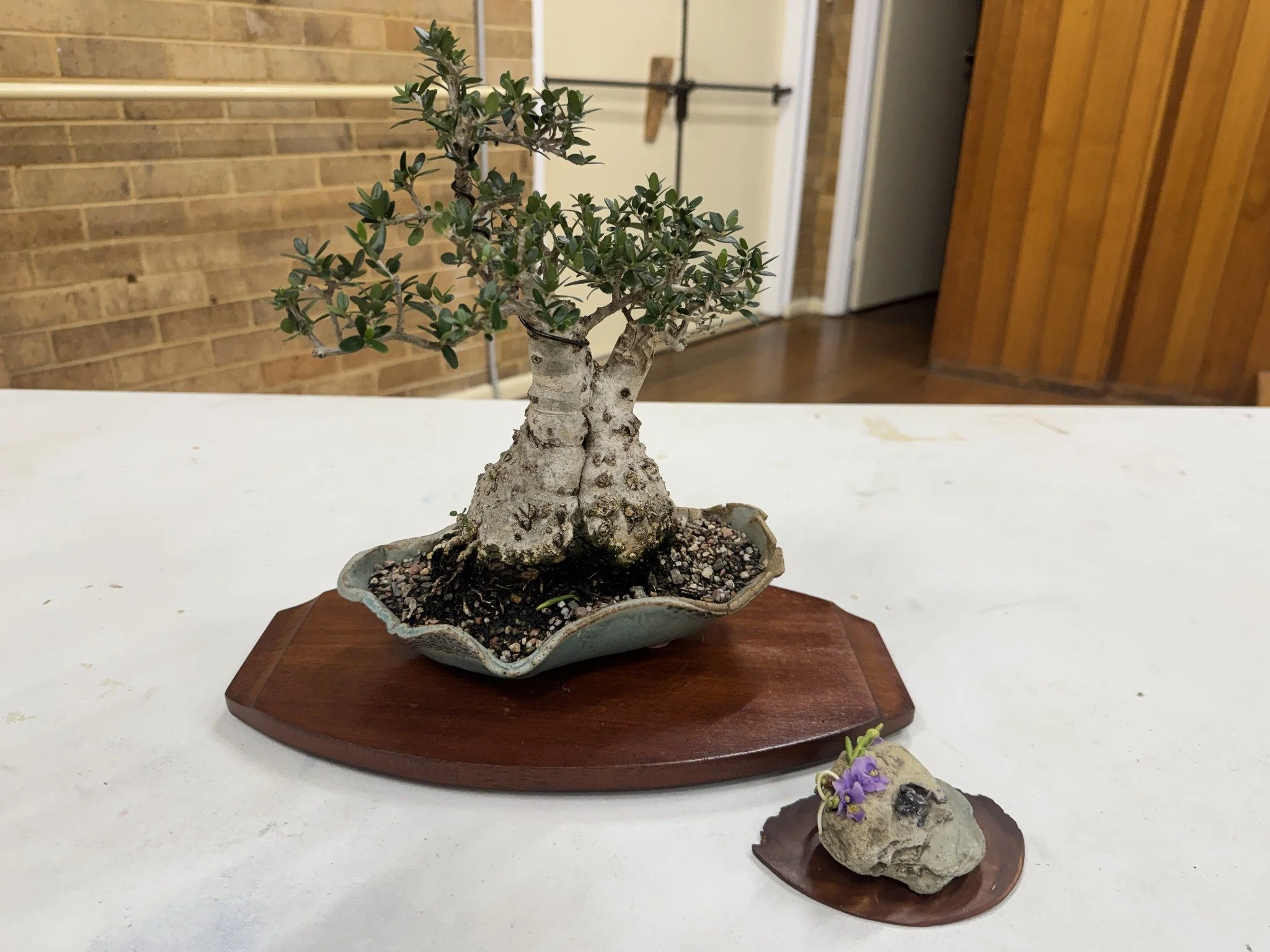 Image of a Bonsai relating to the story of the Illawarra Bonsai Society
