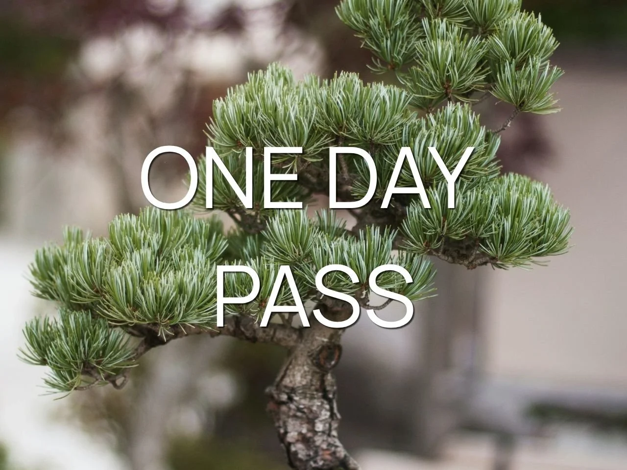 One Day Pass