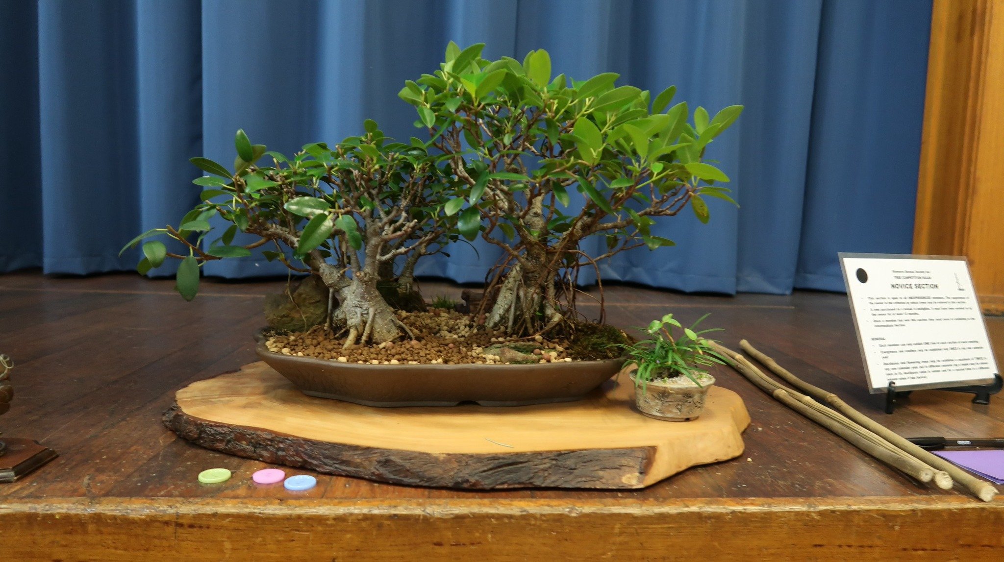 Testimonial Illawarra Bonsai Society Members