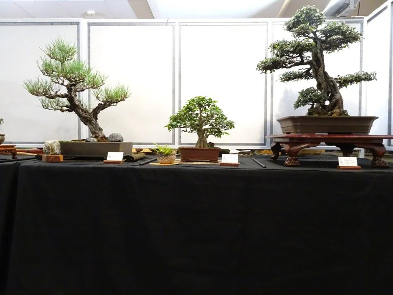 2025 Bonsai Show - IBS