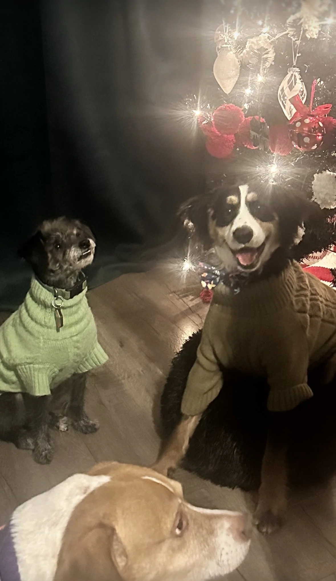 Three dogs sitting in front of a decorated Christmas tree with lights and ornaments. One dog is small with a green sweater, the other large with a brown sweater, and the third is medium-sized with a purple collar.