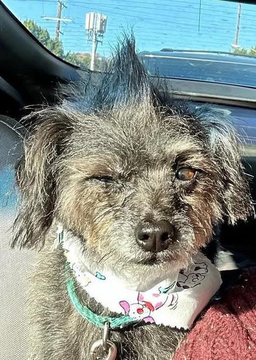 A small dog with gray and black fur, one eye closed and the other slightly opened, sitting inside a vehicle.