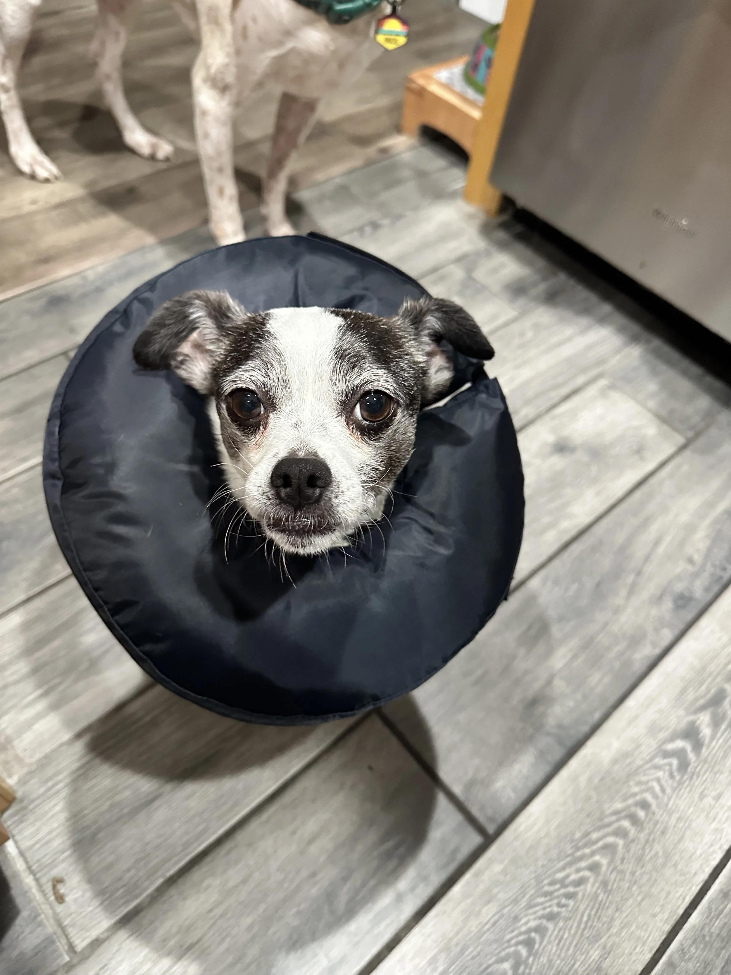 A small dog with black and white fur looking up, wearing a black protective cone collar, sitting on a wooden floor.