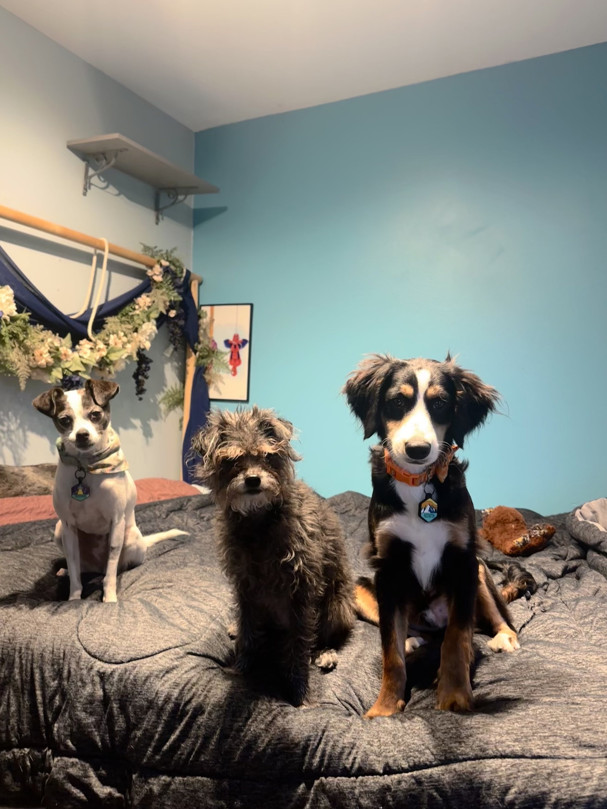 Three dogs sitting on a bed with a dark gray comforter in a room with light blue walls, with a small hanging shelf and a wall decoration in the background.