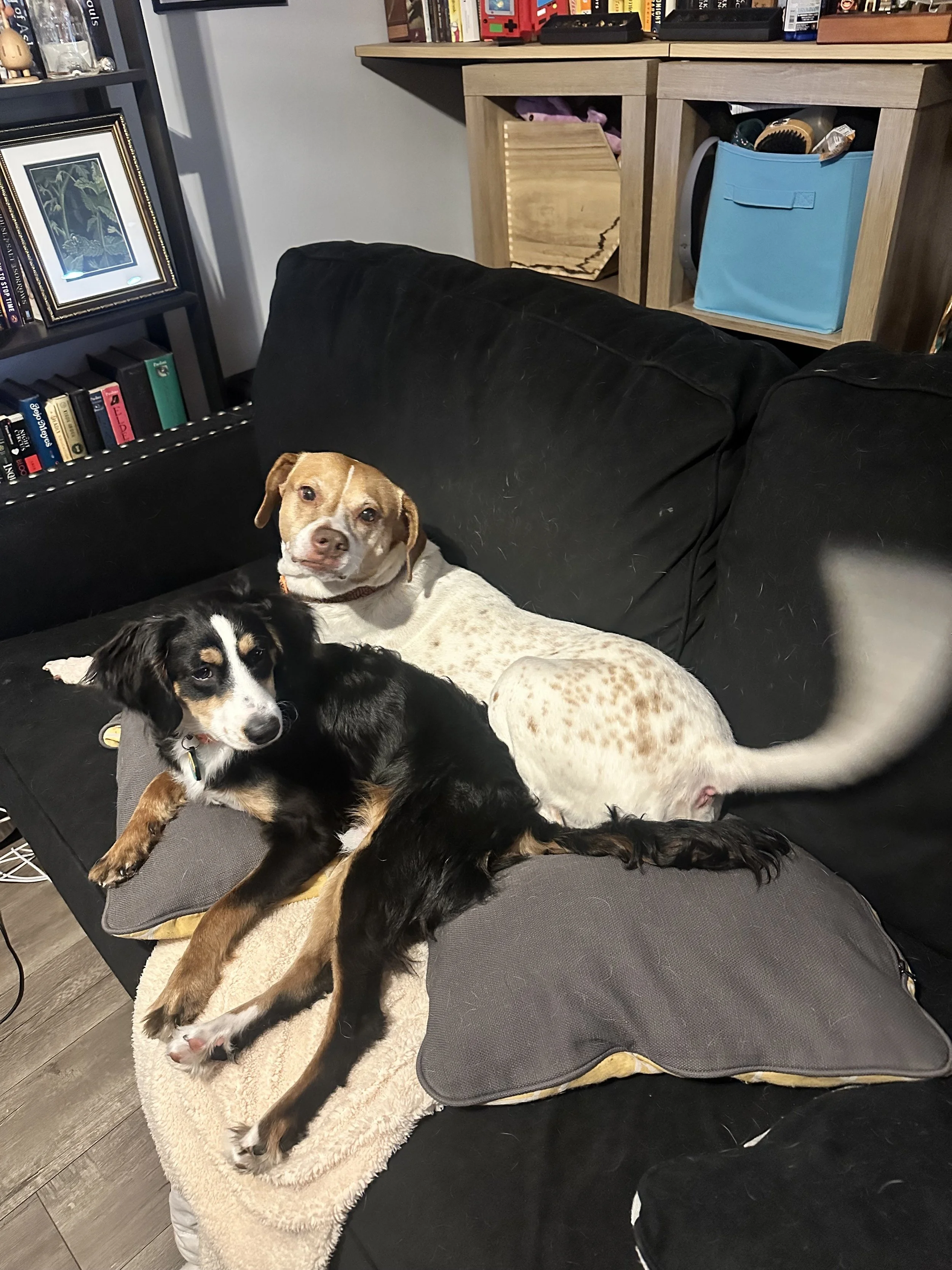 Two dogs relaxing on a black couch with pillows in a cozy living room, with books and storage boxes in the background.