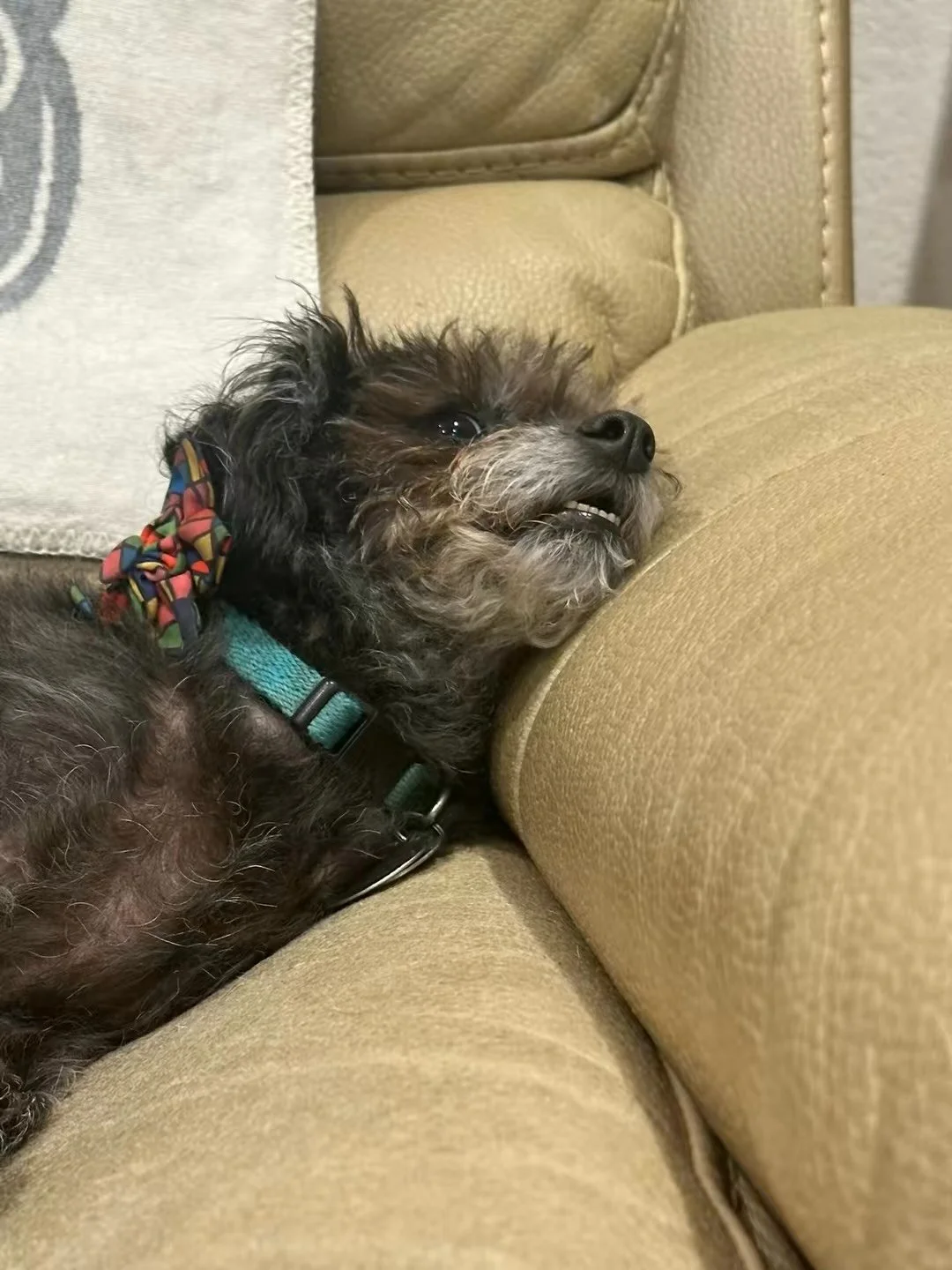 A small scruffy dog lying on a tan couch with its head resting on the armrest, wearing a colorful patterned bow on its ear and a teal collar.