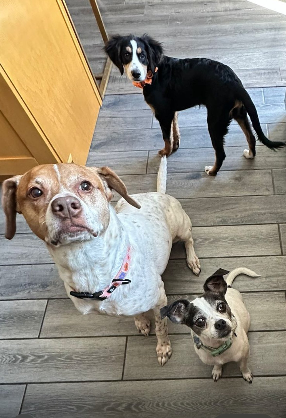 Three dogs standing on a wooden floor in a kitchen, looking up at the camera.