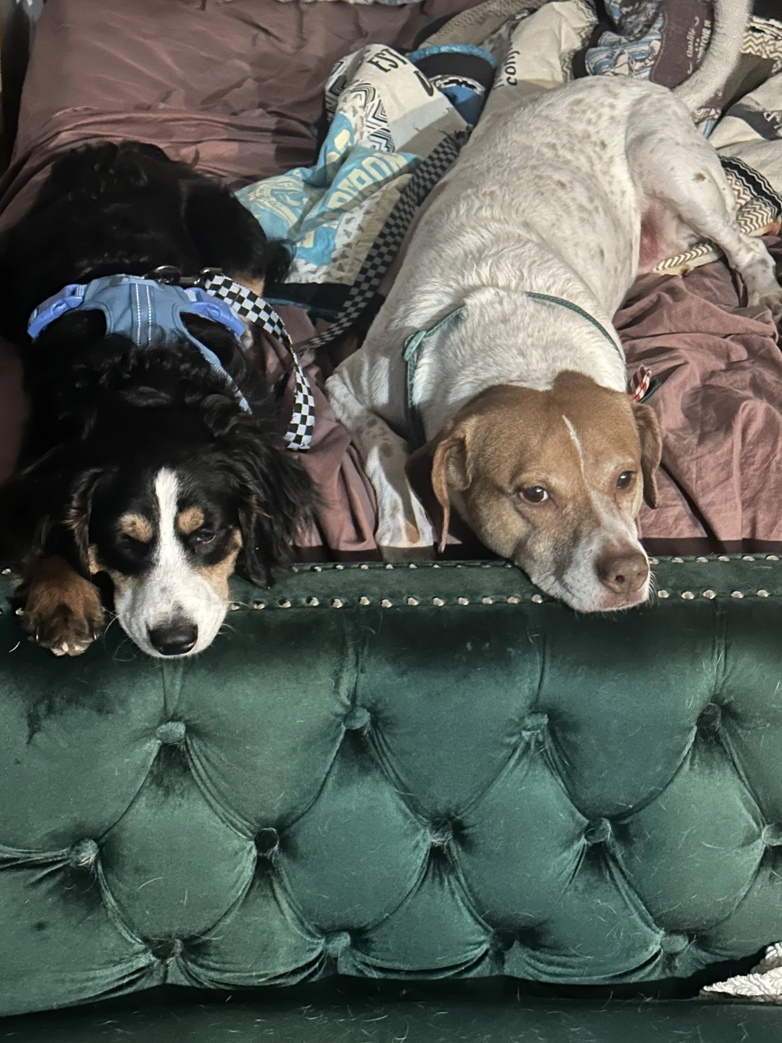 Three dogs lying on a bed, with two resting their heads on a green tufted bed frame. The dogs are a black and white Cocker Spaniel, a brown and white mixed breed, and a white dog with light brown spots. The bed has brown and patterned blankets.