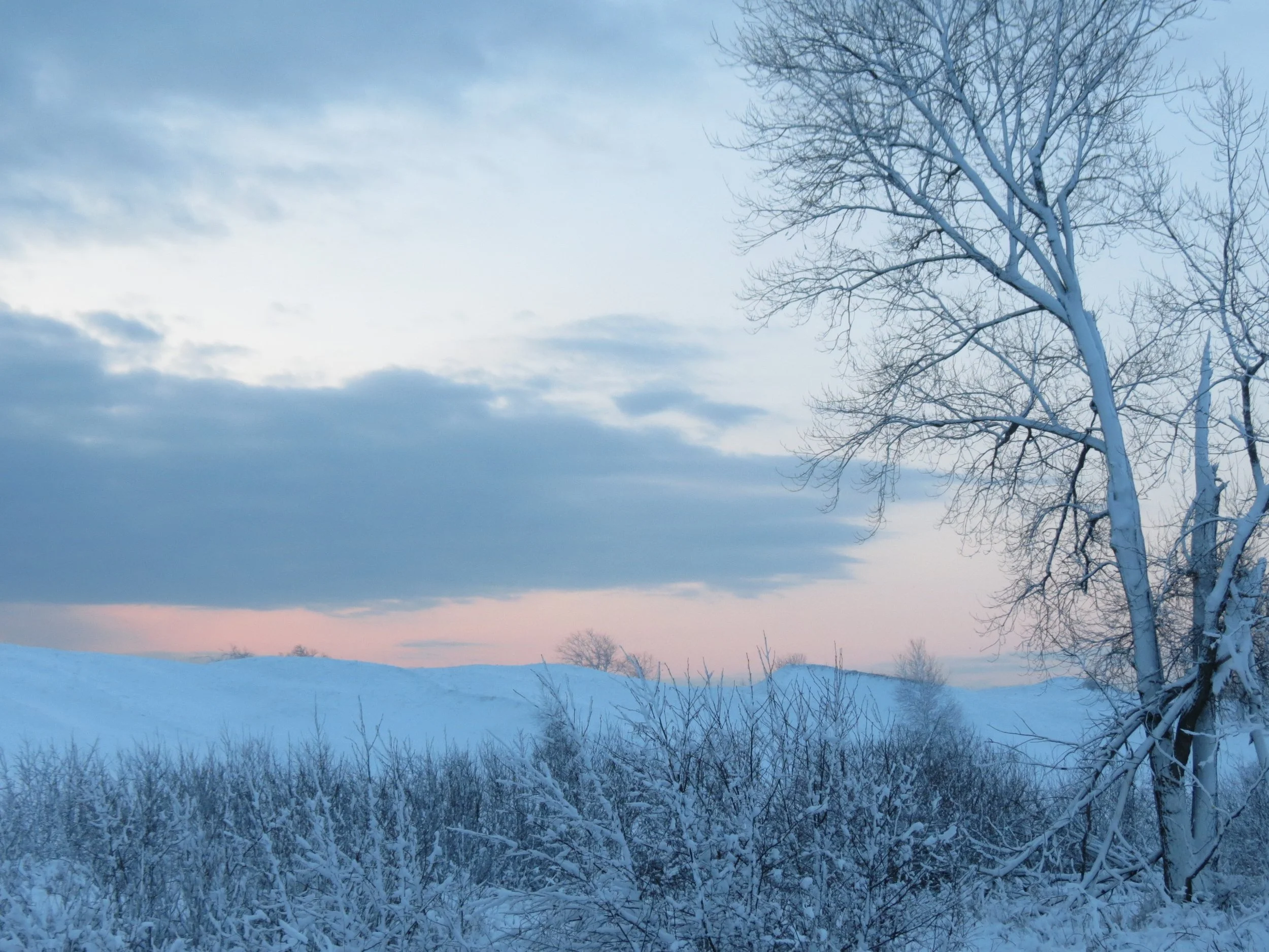 The Quiet Wild — A New Beginning