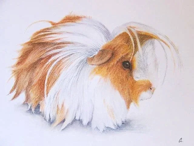 A realistic watercolor painting of a guinea pig with long white and brown fur and a small face.