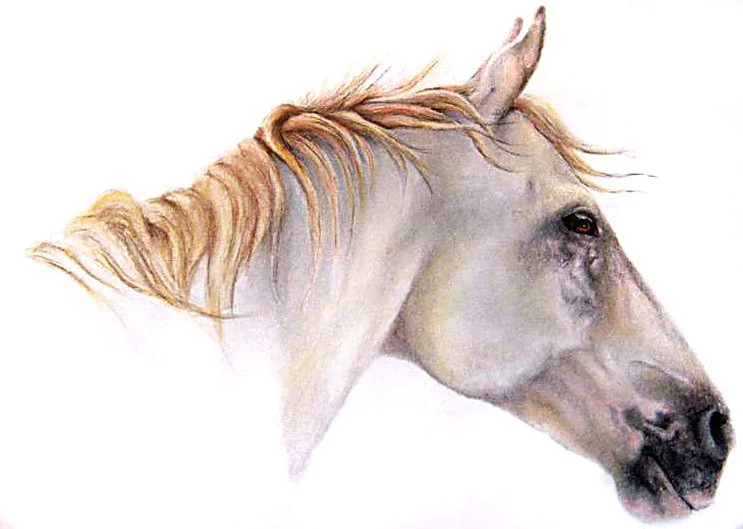 Colored Pencil drawing of Rosie. A much beloved steed to author Carrie Vaughn