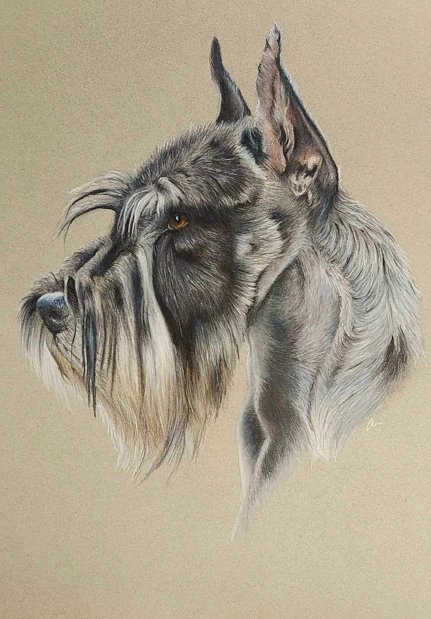 Schnauzer of Vallinor