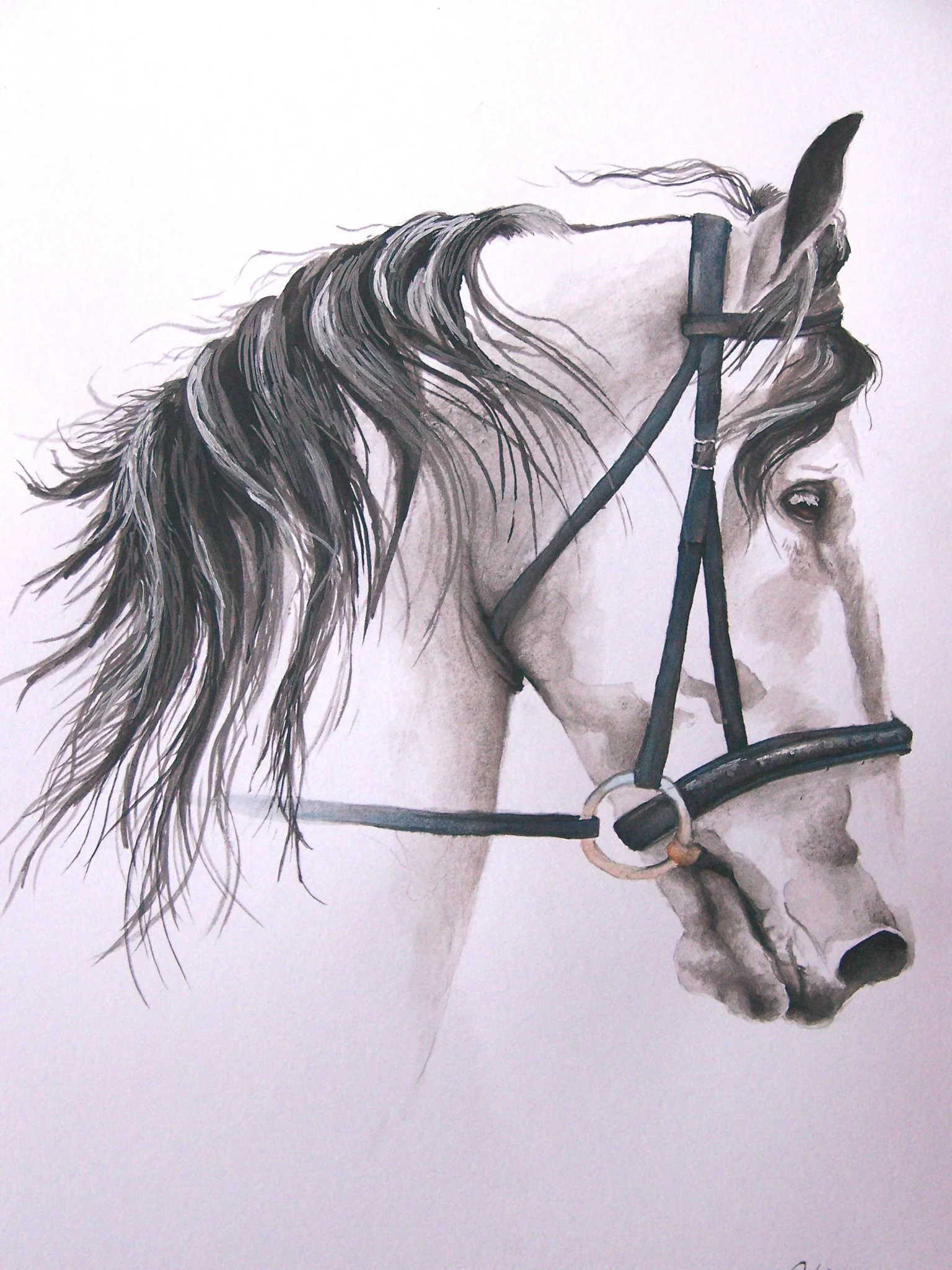 Photorealistic watercolor painting of a white horse with a black mane, wearing a black bridle, facing right.