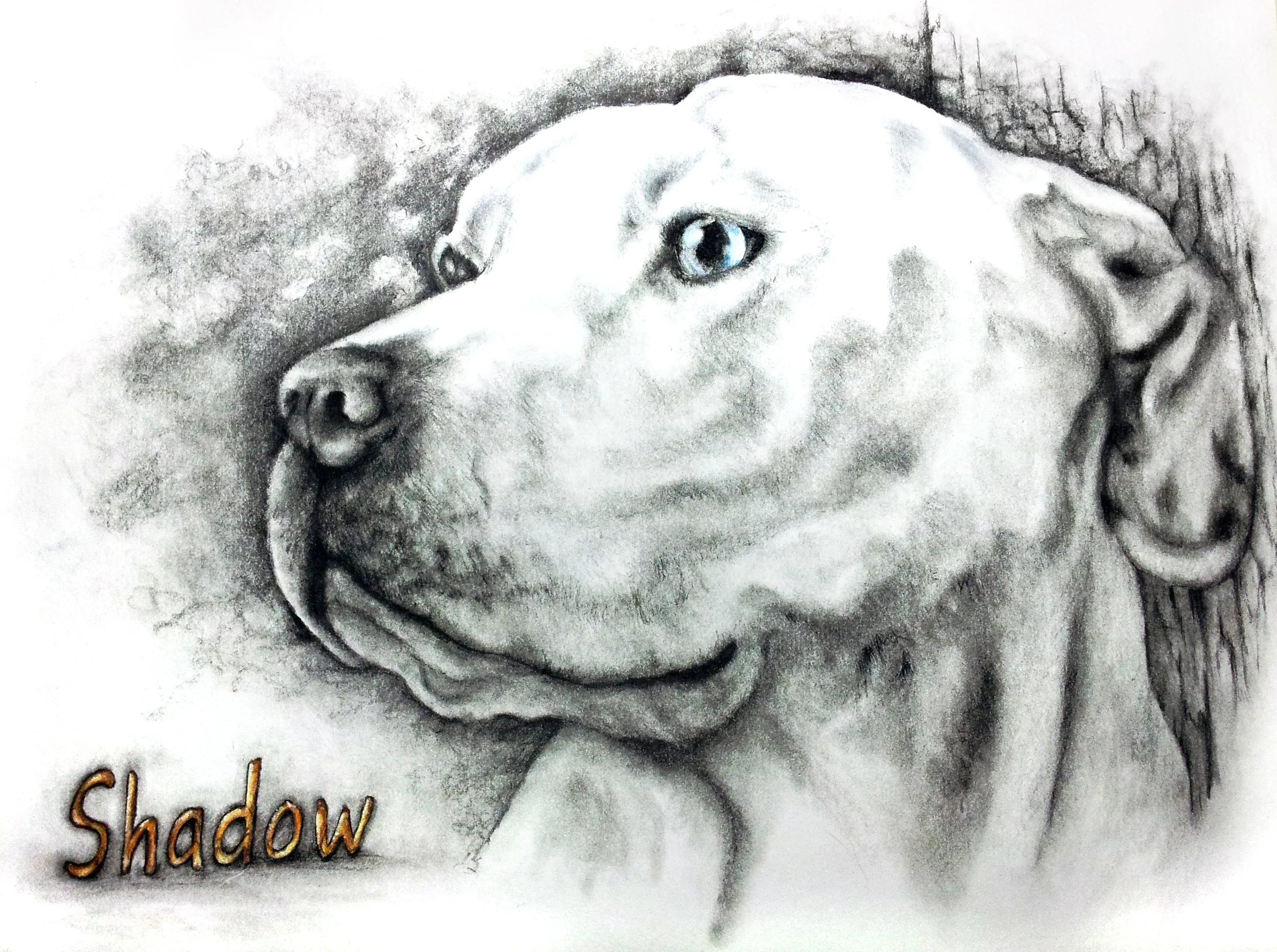 A detailed pencil drawing of a dog with a light-colored coat, blue eyes, and a calm expression. The dog is looking to the left, and the word 'Shadow' is written in wood-textured font at the bottom left corner.