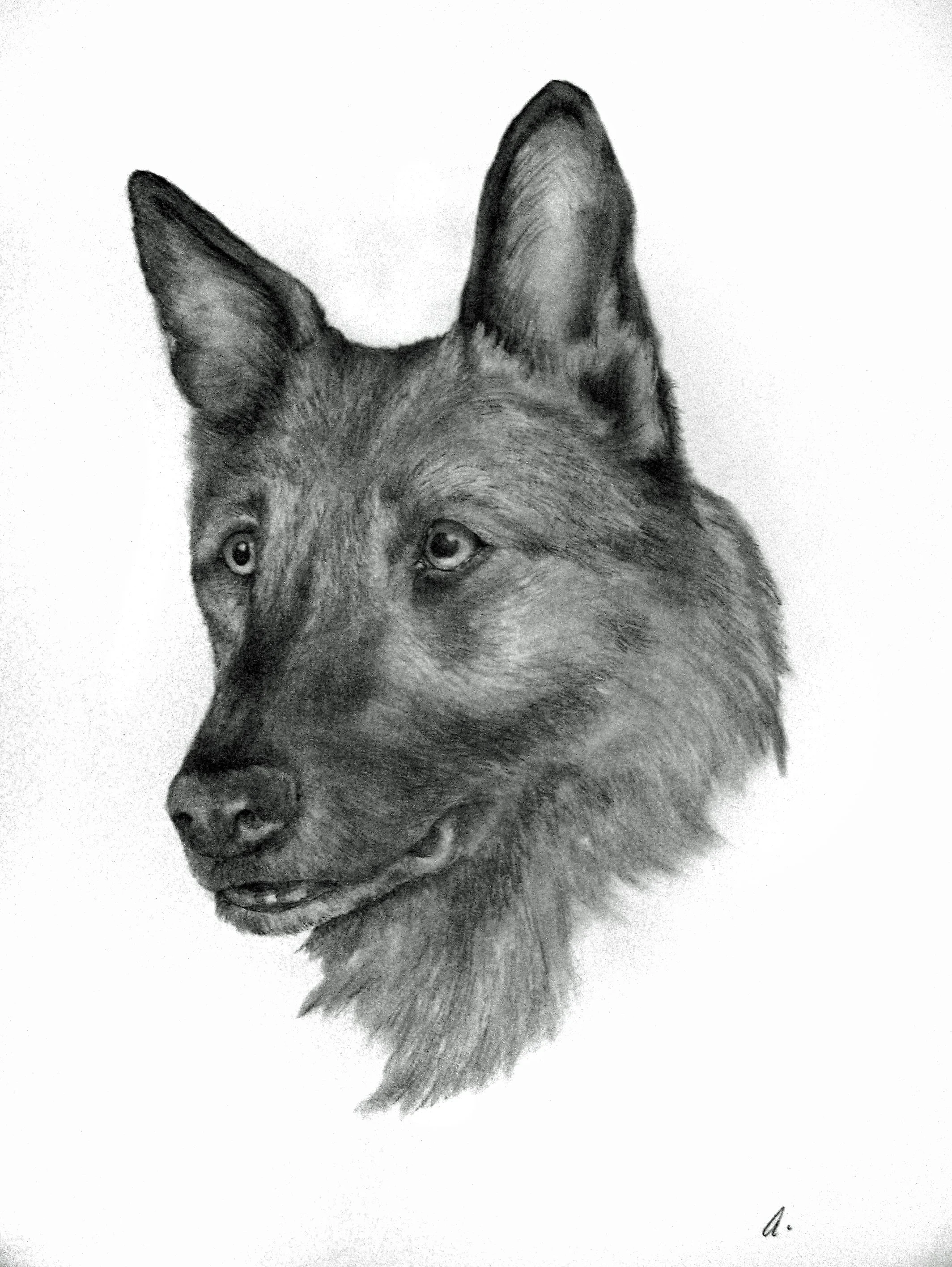 Brutus. A search and rescue dog of distinguished character. Owner Julie Cramer.