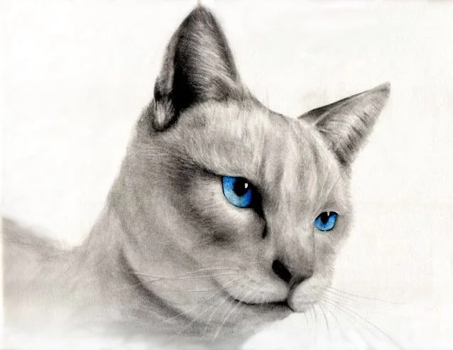 Drawing of a cat with blue eyes, gray and white fur, looking to the side.