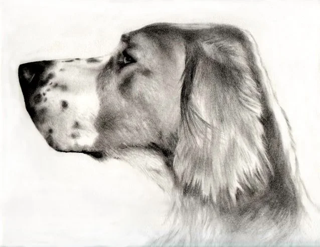 Pencil sketch of a dog in profile, showing detailed fur and facial features.