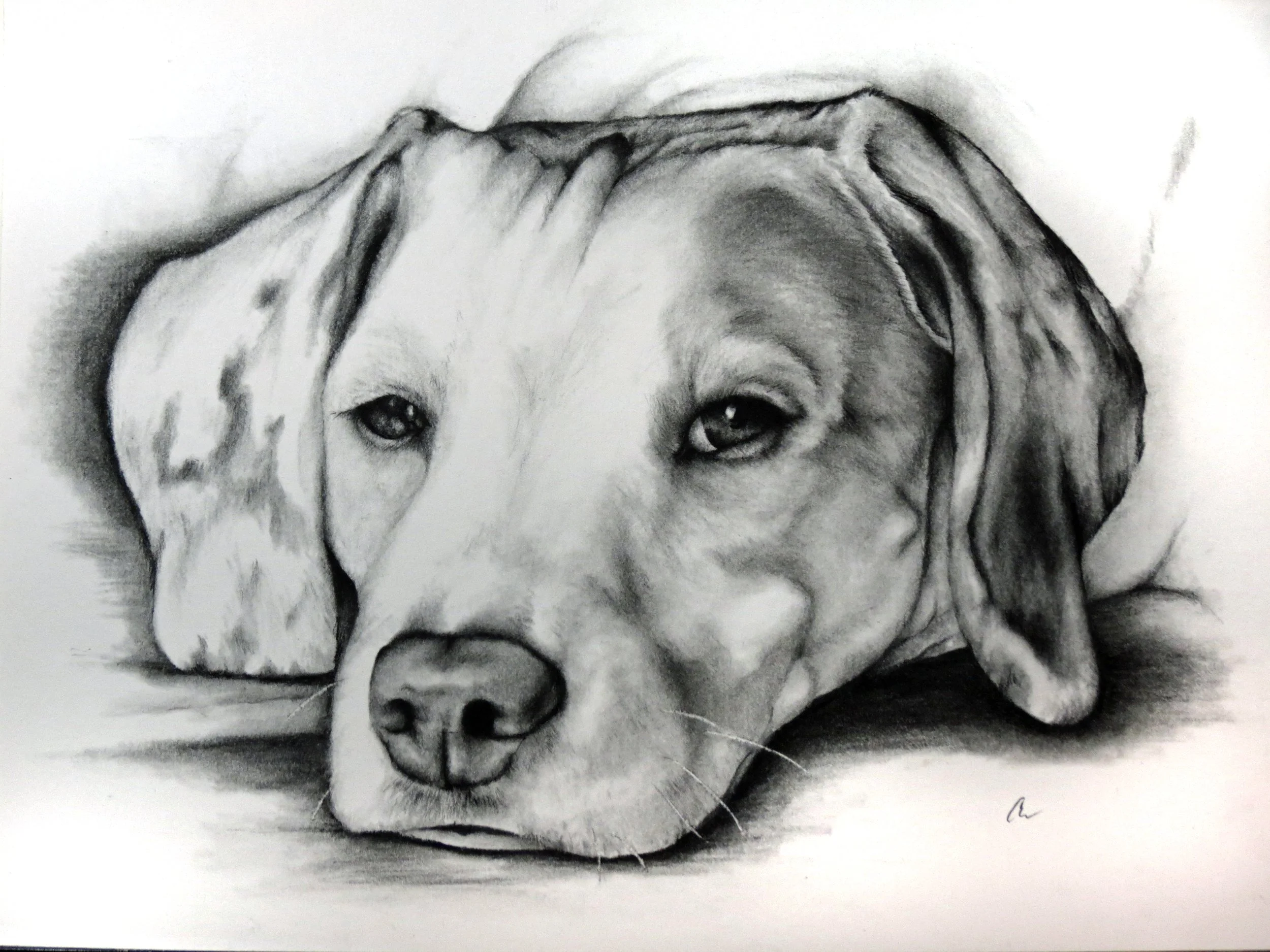 A detailed black and white pencil drawing of a dog with a sad expression, lying down with its head resting on the ground.