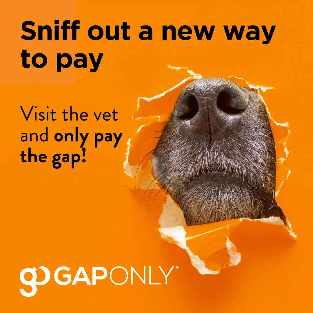 A poster with an orange background featuring a dog's nose and part of its face peeking through a torn hole. The text encourages visiting the vet and paying only the gap instead of full price, with the gap unattached at the bottom. The logo at the bottom reads 'gopay ONLY'.