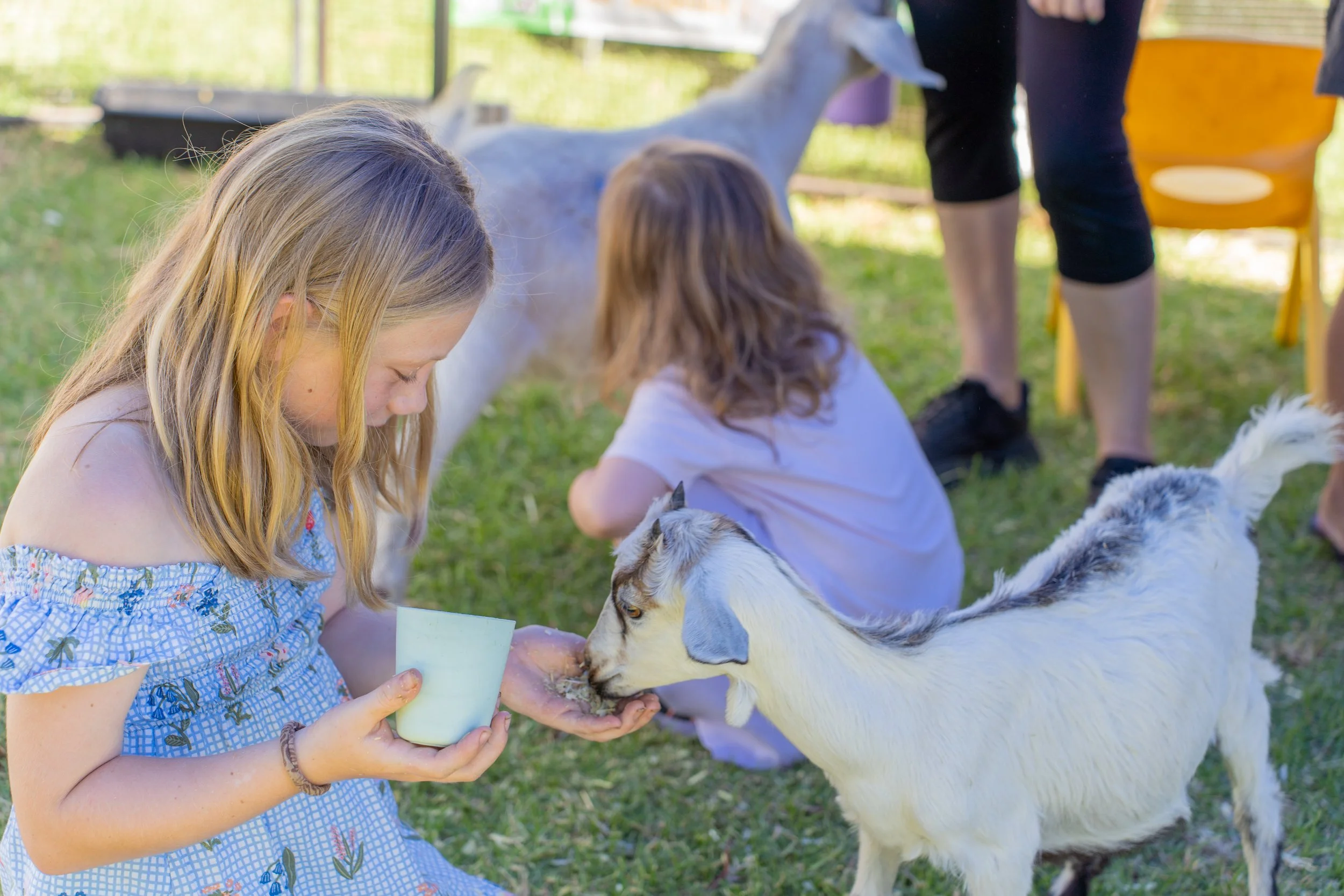 Two young girls feeding goats at a farm, one girl is holding a cup and feeding a goat, while the other girl is crouching nearby.