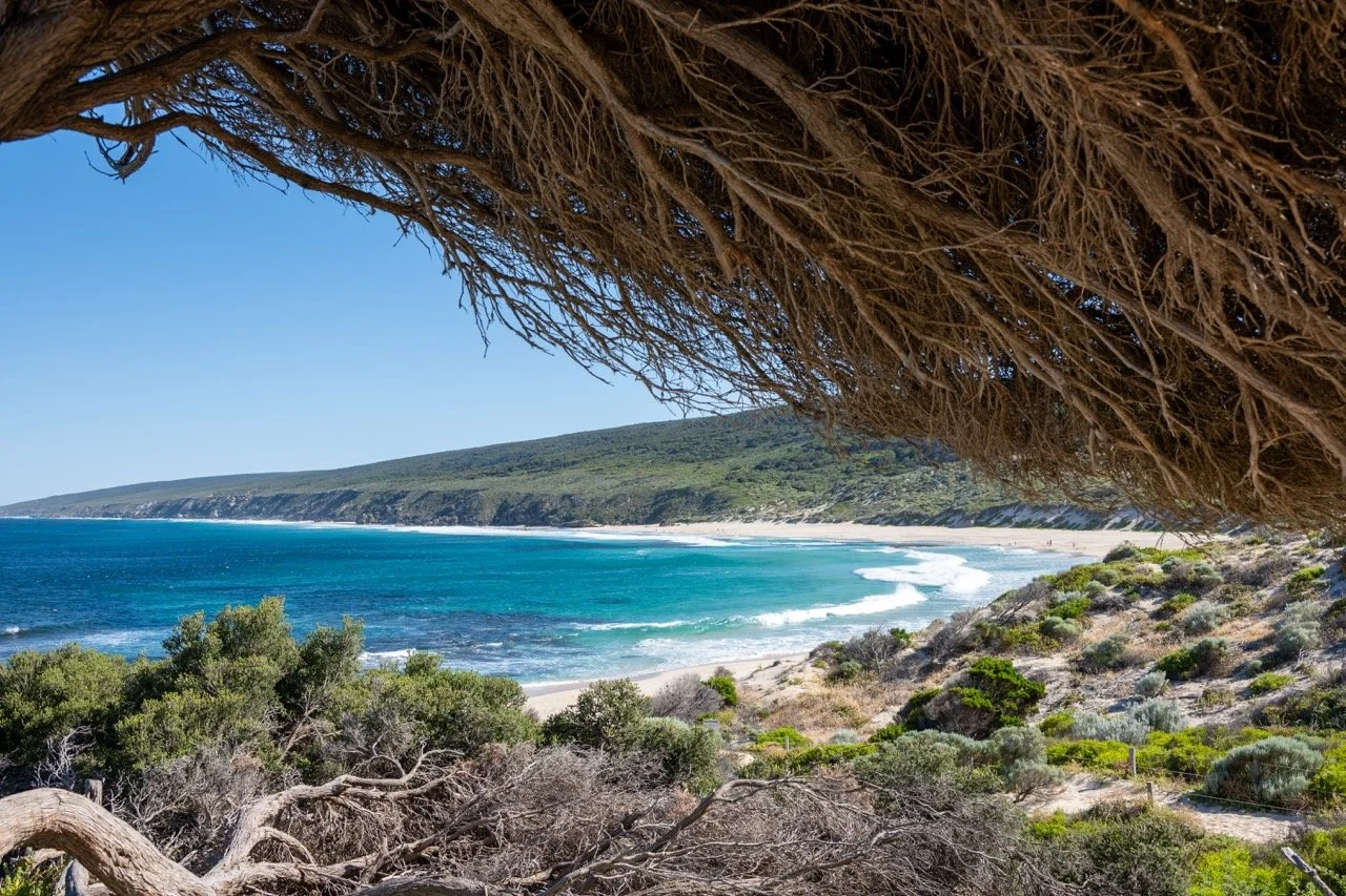 View of a coastal beach scene with turquoise waves, sandy shoreline, green vegetation, and a hill in the background, seen through a canopy of tree branches.