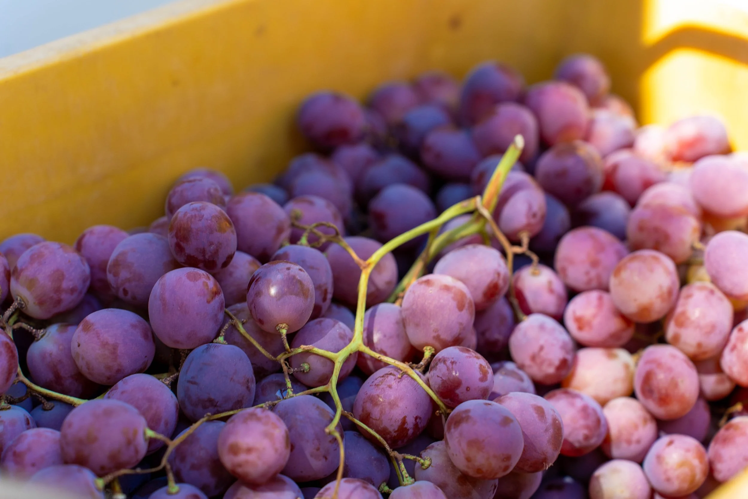 Cluster of purple and pink grapes in a yellow container.